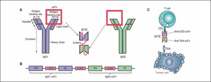 Bispecific T-cell engagers (BiTEs) in haematological malignancies - BJH