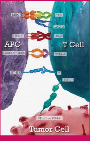 Immunotherapy A New Era In The Management Of Lymphoma And Multiple