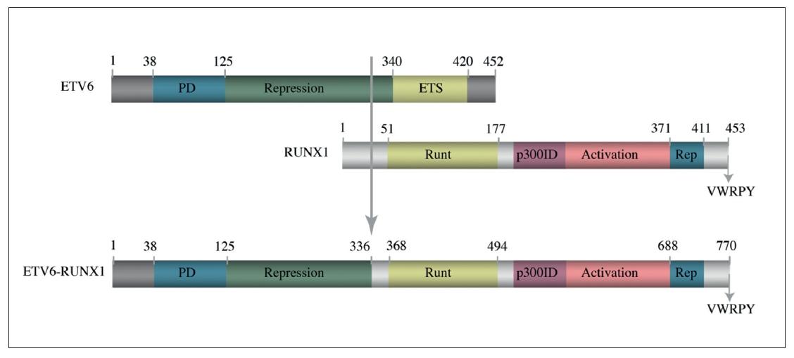 Genetic Insights In ETV6/RUNX1-positive B-cell Precursor Acute ...