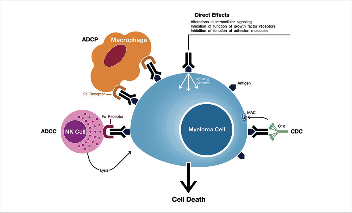 Multiple Myeloma And Immune Related Therapies - BJH