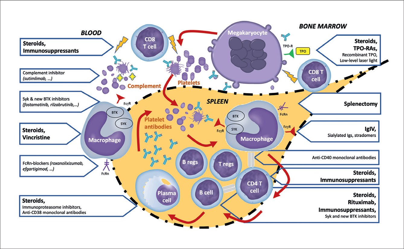 Primary Immune Thrombocytopenia In Adults Belgian Recommendations For   01 05 2021 112 1 1 