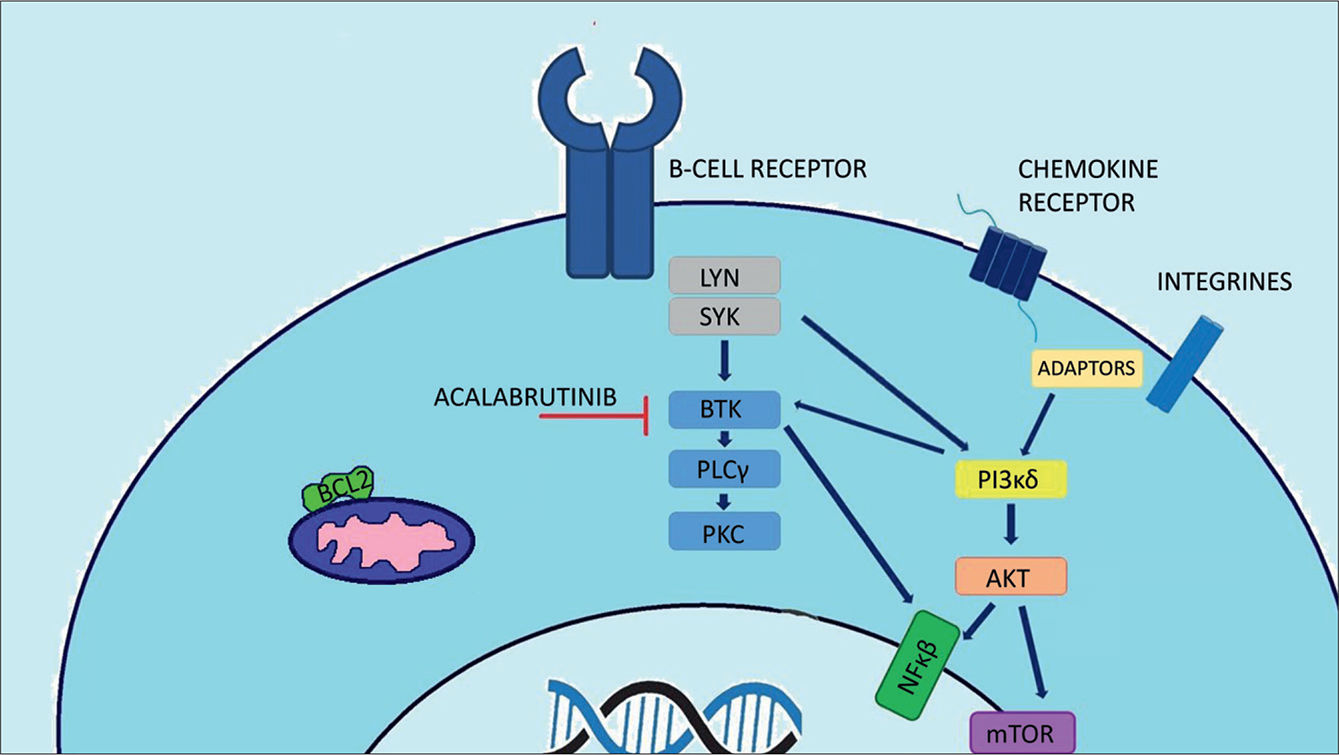 Acalabrutinib, A Next-generation Bruton’s Tyrosine Kinase Inhibitor - BJH