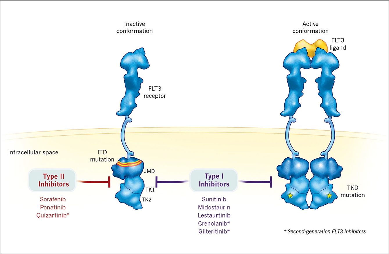 flt3-inhibitors-after-allogeneic-haematopoietic-stem-cell